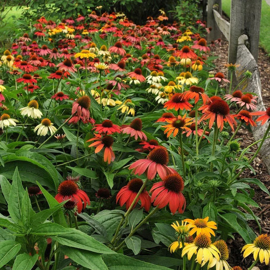 7 razones para cultivar Echinaceas en tu jardín