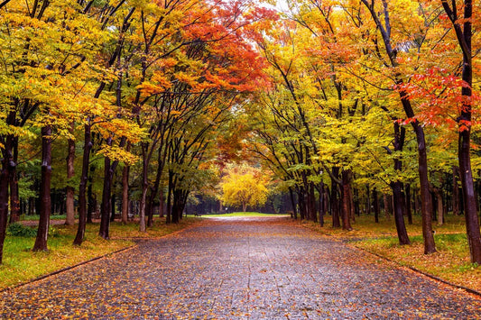 Otoño en el Jardín