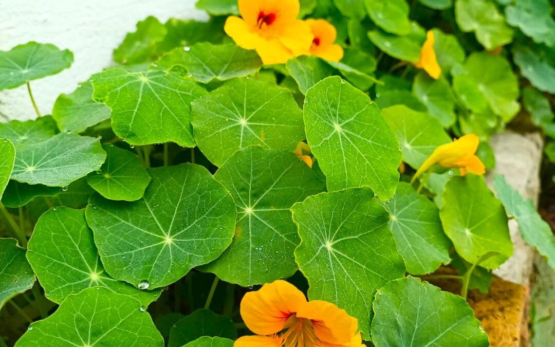 Capuchinas, 5 razones para tenerlas en tu jardín.