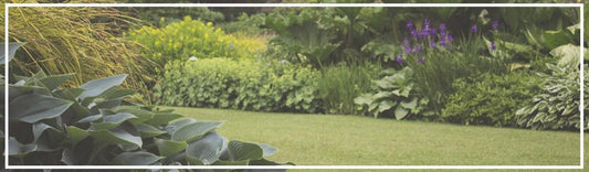 Tips para elegir plantas para tu jardín