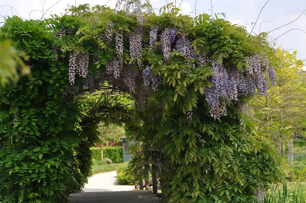 Flor de la pluma, ¡bienvenida primavera!