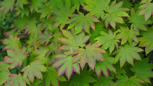 ¿Es posible cultivar Acer japónicos en climas secos y calurosos?
