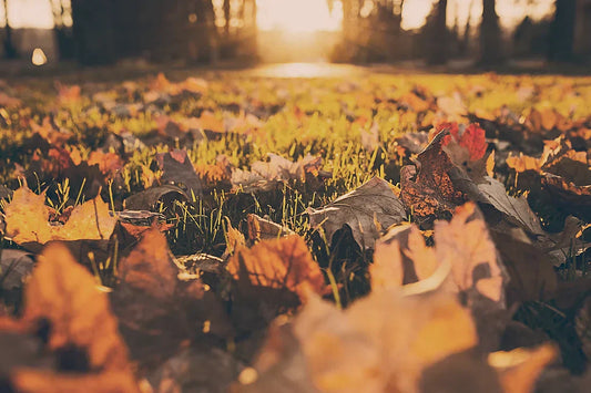 Labores de Otoño