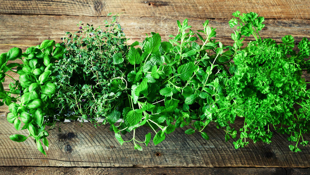 Hierbas Aromáticas, ¡tienes que cultivarlas!