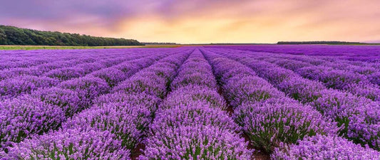 ¿Como elegir y cuidar una lavanda?