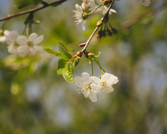 10 Plantas que crecen y florecen rápido
