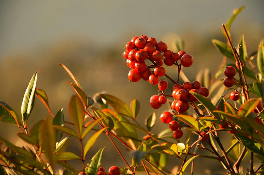 Nandinas, algo que mostrar durante todo el año