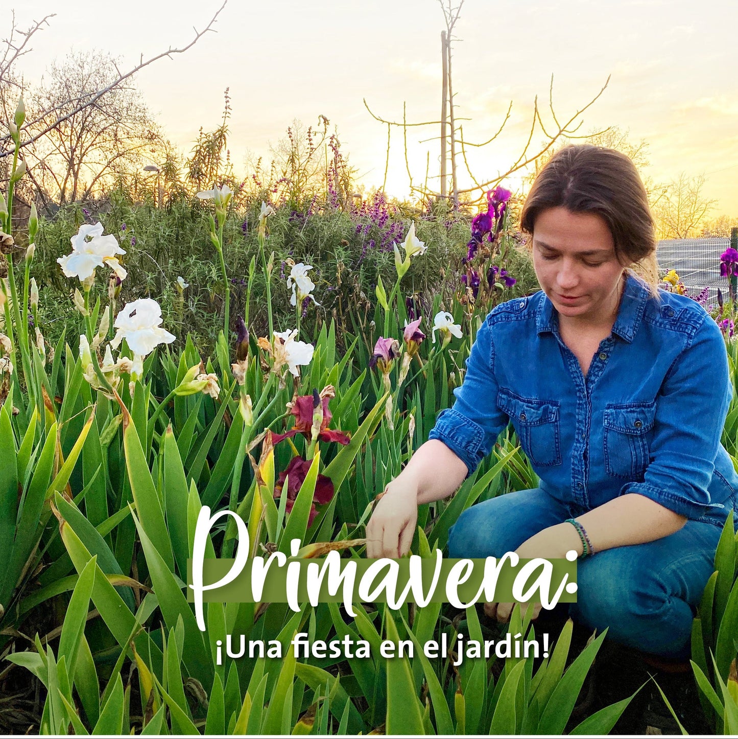 Pauta Verde Primavera