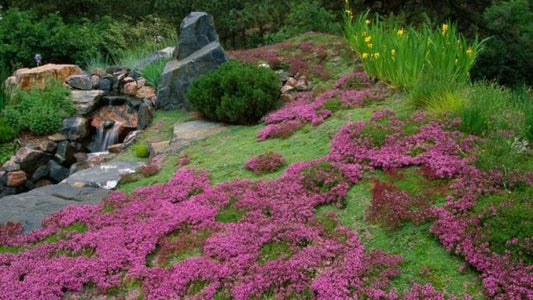 ¡El Jardín es mucho más que pasto!