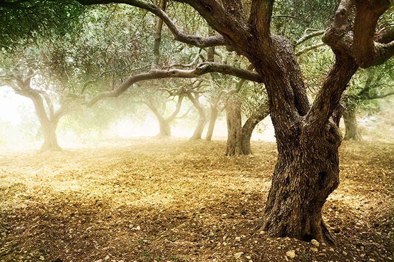 En el Huerto de los Olivos...