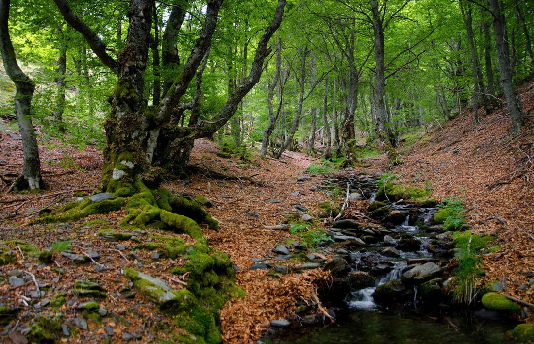 Mini bosques en medio de la ciudad, una esperanza para enfrentar la crisis climática.