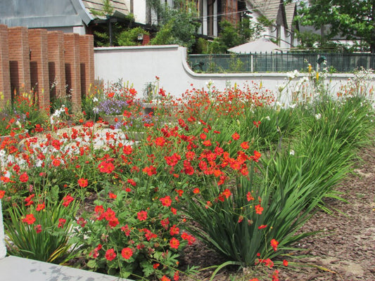 GEUM, una nativa que tienes que tener en tu jardín