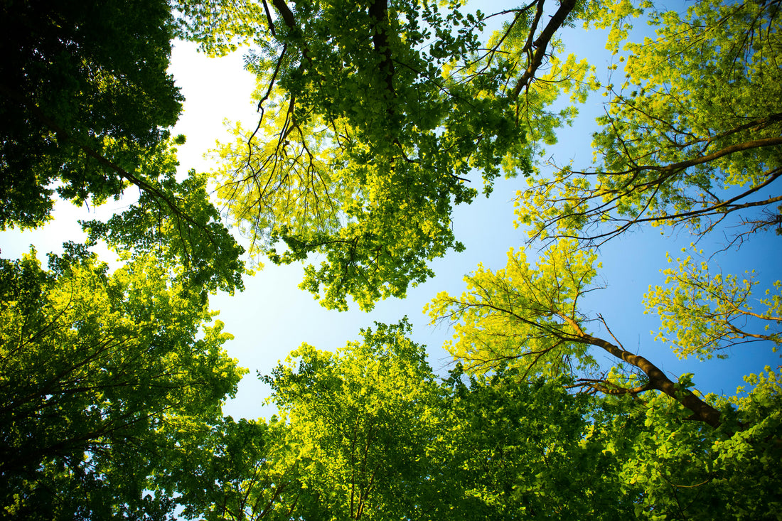5 árboles para jardines pequeños y de bajo consumo de agua