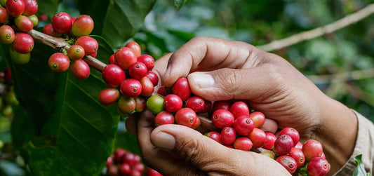 Atención amantes del café